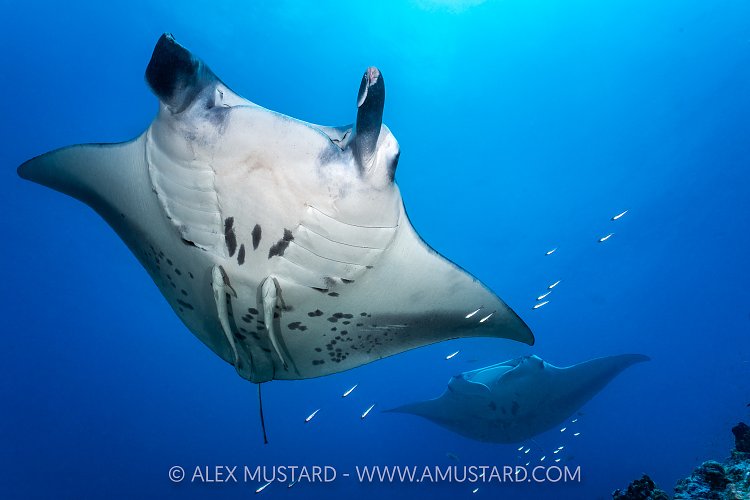 Manta Pair At Cleaning Station, Maldives
