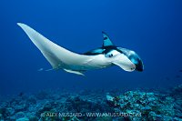 Manta Cleaning, Maldives