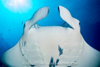 Manta Cleaning, Maldives