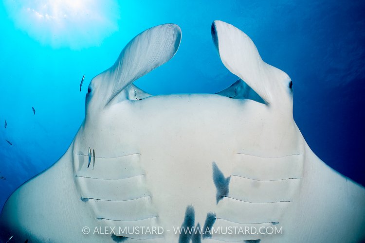 Manta Cleaning, Maldives