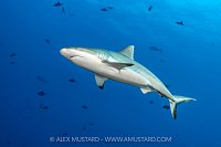 Grey Reef Shark, Maldives