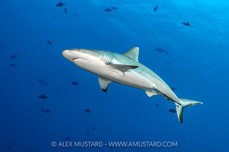 Grey Reef Shark, Maldives