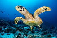 Hawksbill Over Reef, Maldives