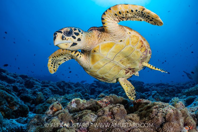 Hawksbill Over Reef, Maldives