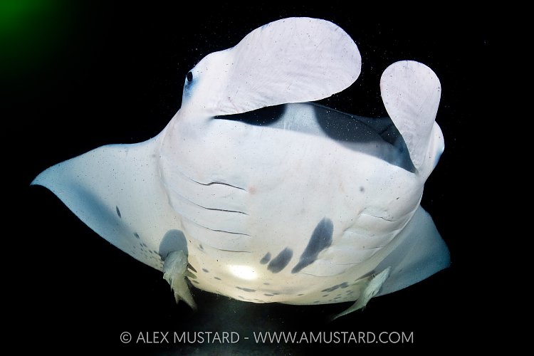 Manta Feeding At Night, Maldives