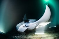 Manta Feeding At Night, Maldives