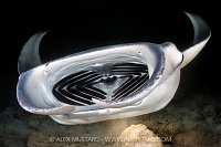 Manta Feeding At Night, Maldives