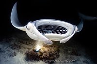 Manta Feeding At Night, Maldives