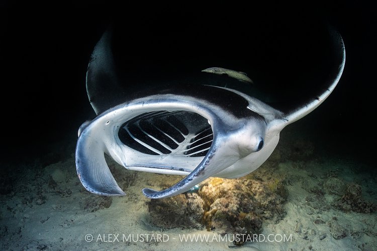 Manta Feeding At Night, Maldives