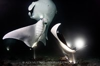 Mantas Feeding At Night, Maldives