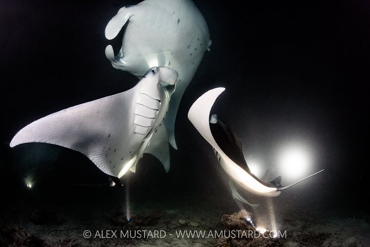 Mantas Feeding At Night, Maldives