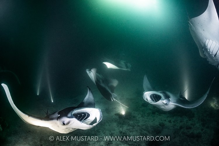 Mantas Feeding At Night, Maldives