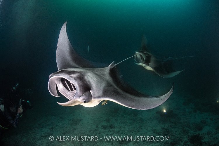 Mantas Feeding At Night, Maldives