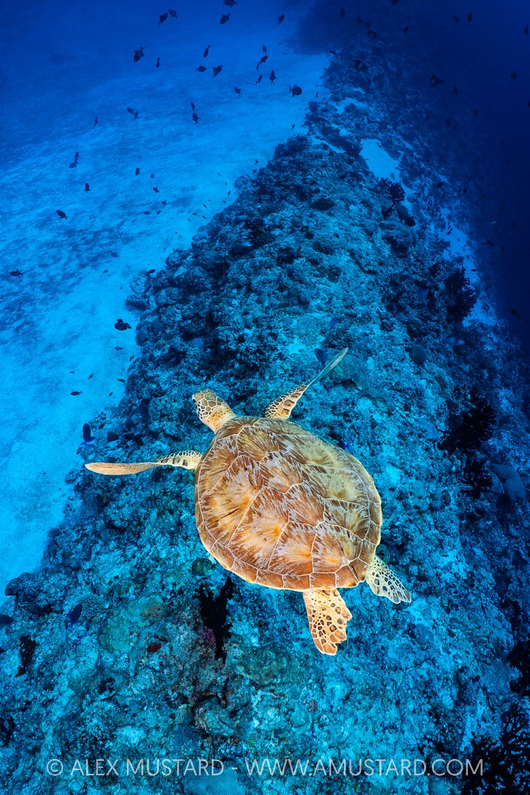 Turtle Over Drop Off, Maldives
