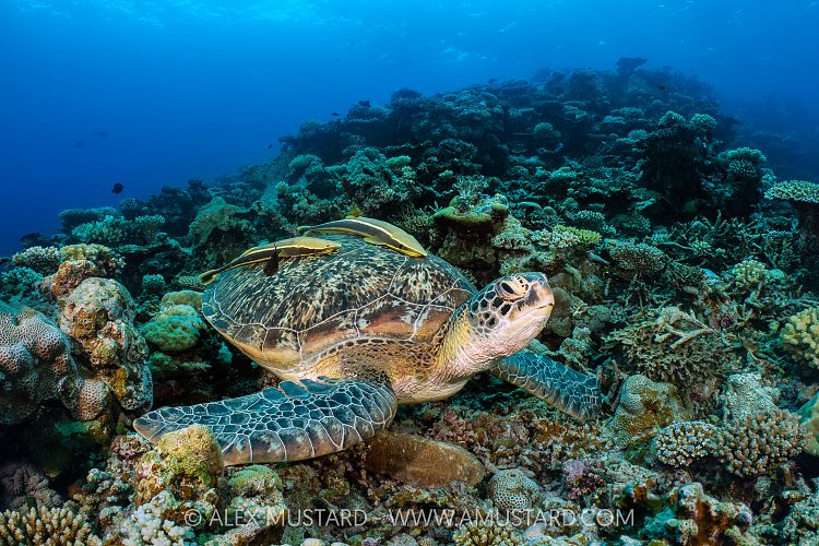 Resting Turtle, Maldives