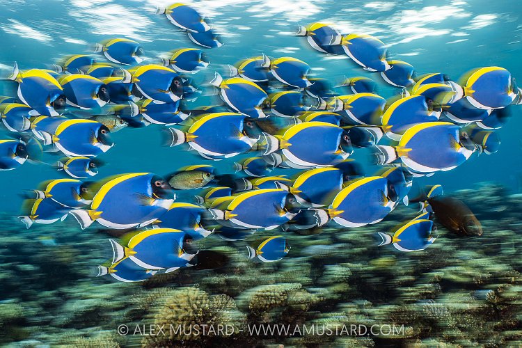 Powder Blue Surgeonfish Schooling, Maldives