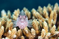 Hawkfish Portrait, Maldives.