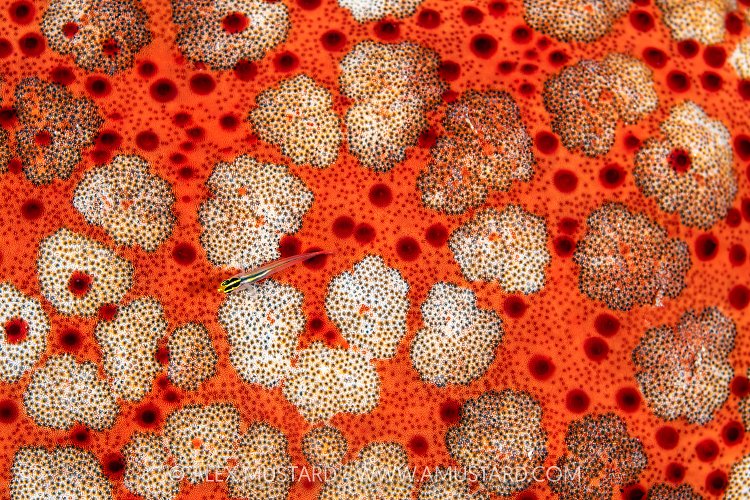 Pygmygoby On Cushion Star, Maldives