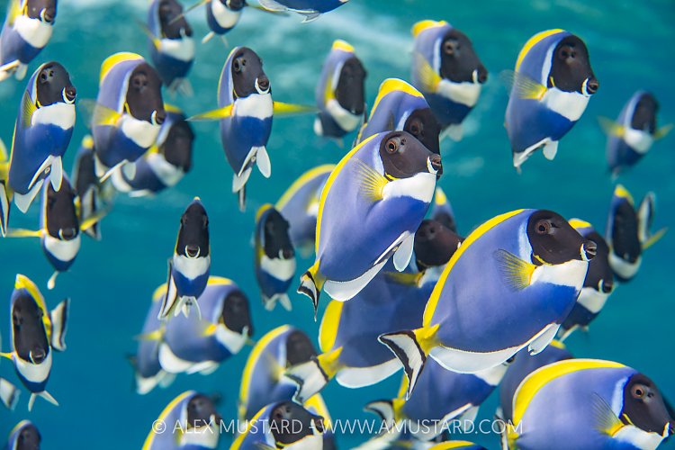 Powder Blue Surgeonfish Schooling, Maldives