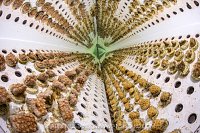 Coral Propogation, Maldives