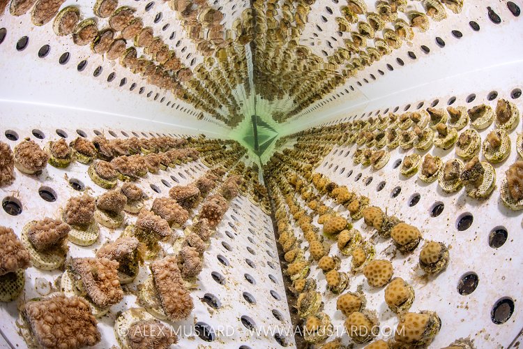 Coral Propogation, Maldives