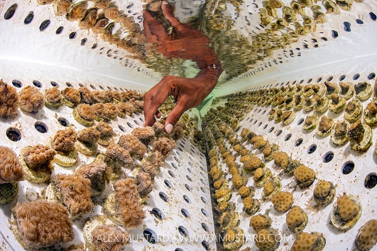 Coral Propogation, Maldives