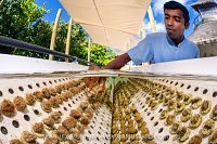 Coral Propogation, Maldives