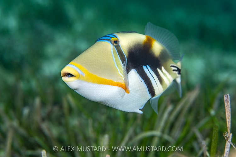 Picasso Triggerfish, Maldives