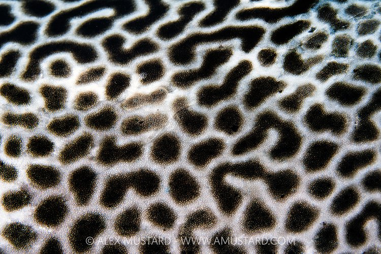Pufferfish Patterns, Egypt
