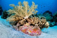 Stonefish On Reef, Egypt