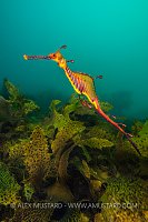 Weedy Portrait, Australia