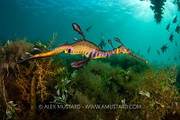 Weedy Seadragon, Australia