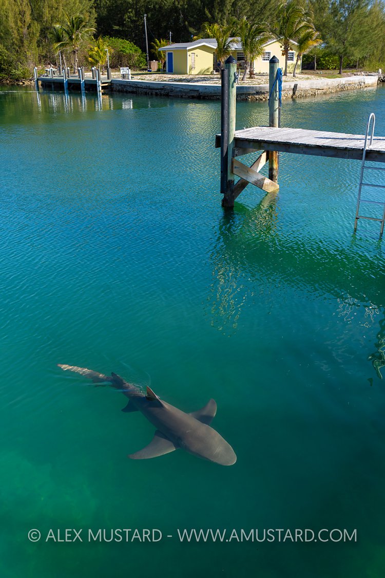 Shark In The Harbour, Bahamas