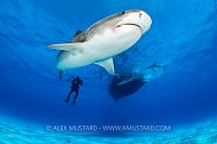 Tiger Shark Under Boat, Bahamas.