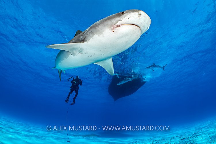 Tiger Shark Under Boat, Bahamas.