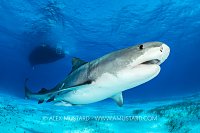 Tiger Shark Beneath Boat, Bahamas.