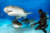 Tiger Shark Feeding, Bahamas.