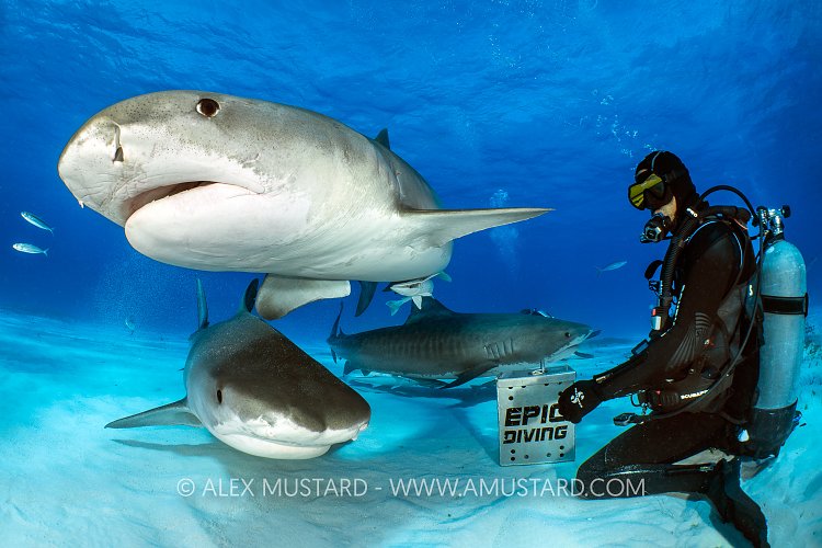 Tiger Shark Feeding, Bahamas.