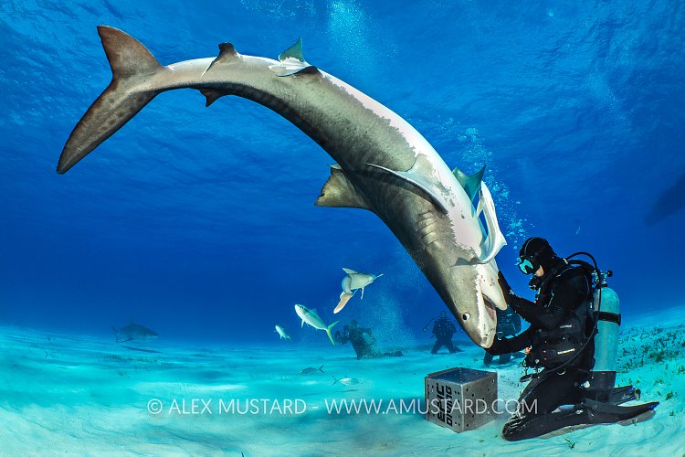 Tiger Shark Control, Bahamas.