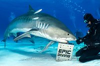 Shark Feeding, Bahamas.