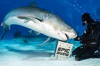 Shark Feeding, Bahamas.