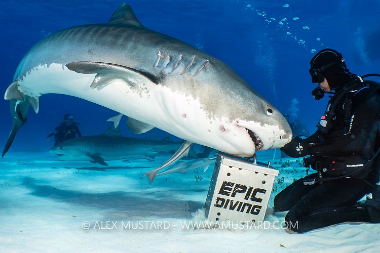 Shark Feeding, Bahamas.