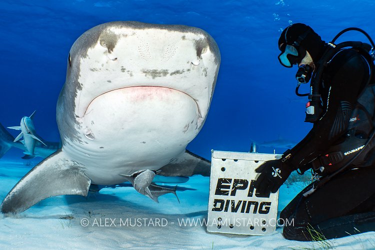 Large Tiger Shark And Diver Feeding, Bahamas.