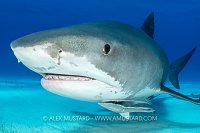 Tiger Shark Portrait, Bahamas.