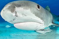 Tiger Shark Portrait, Bahamas.