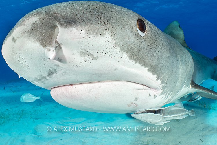 Tiger Shark Portrait, Bahamas.