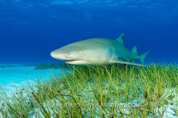 Lemon Shark Over Seagrass, Bahamas.
