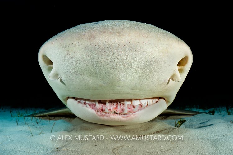 Lemon Shark Nose, Bahamas.