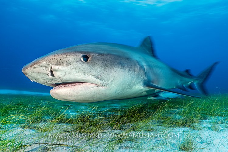 Tiger Shark Blur, Bahamas.