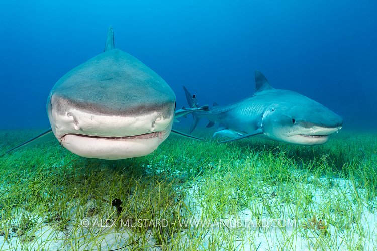 Tiger Shark Pair, Bahamas.